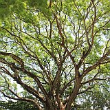 Costa Rica20150407-1949-1339